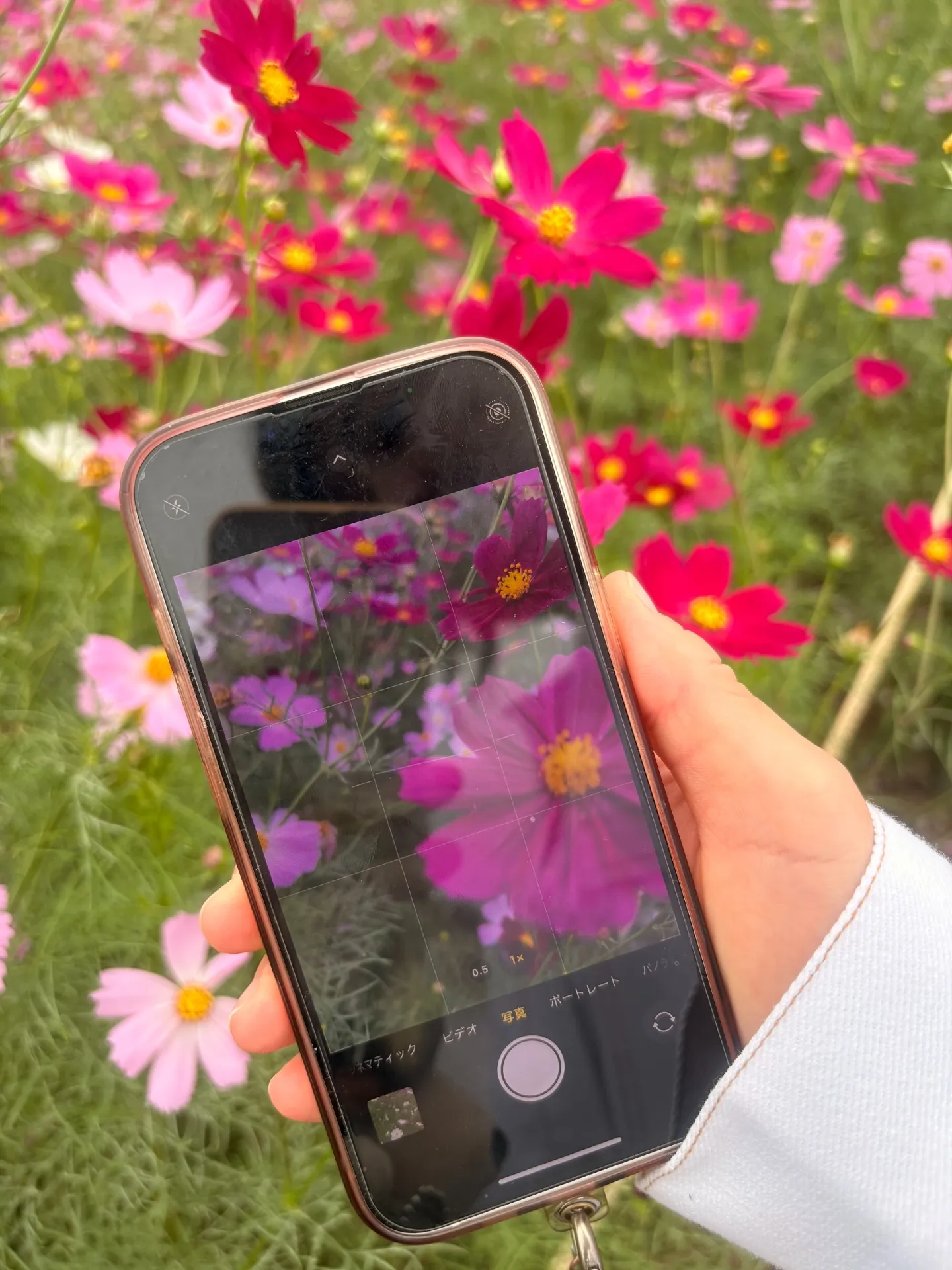 先日、コスモスを見に行きました🌸